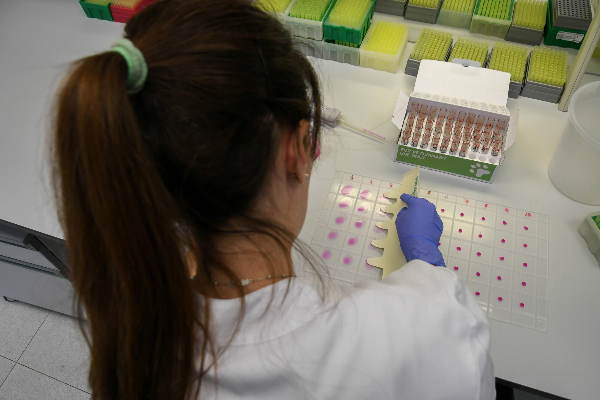 GALERÍA | Así trabaja el Laboratorio de Sanidad Animal de Zamora
