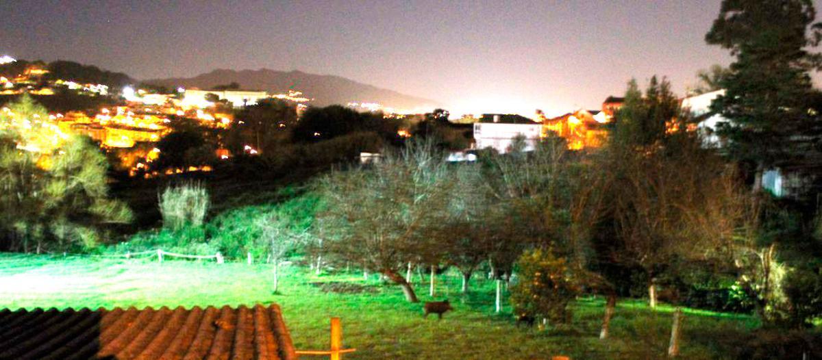Un jabalí en una finca de la zona.
