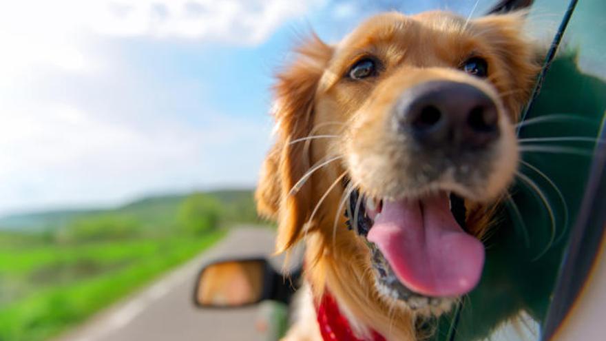 Un de cada tres conductors circula amb la seva mascota deixada anar dins del cotxe
