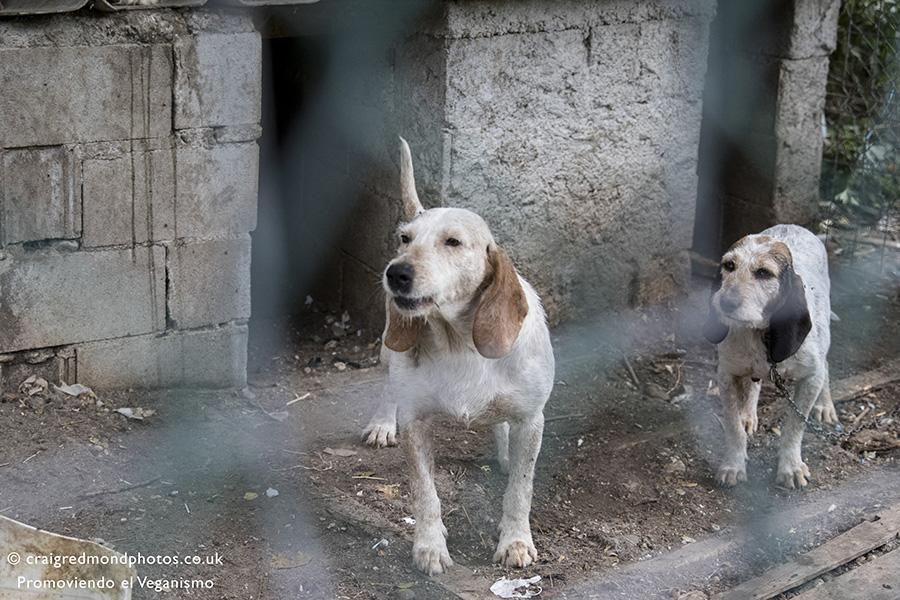 La asociación Promoviendo el Veganismo denuncia casos de maltrato a perros de caza en el Pirineo