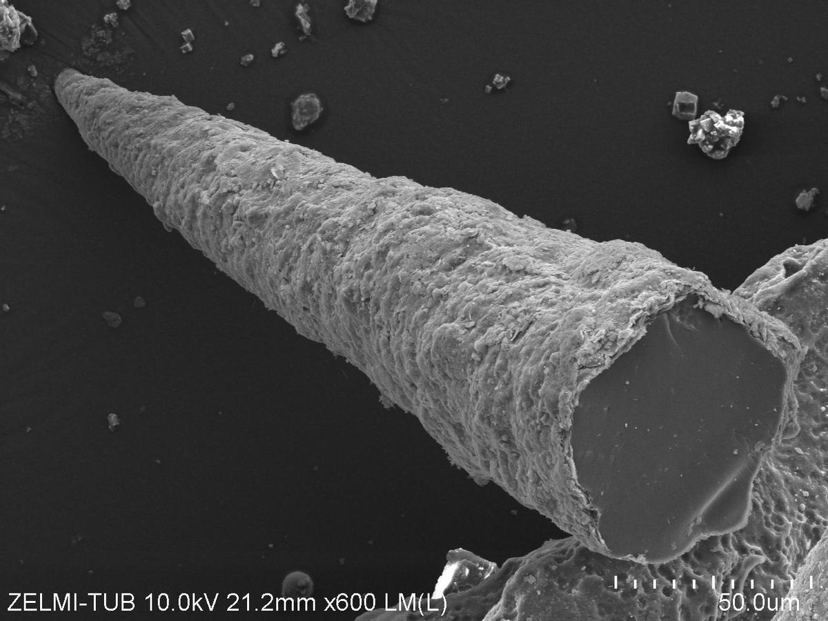 Otro de los fósiles más antiguos conocidos, vistos al microscopio electrónico.