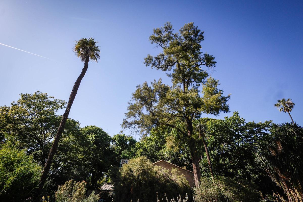 El Jardín Botánico de València está de moda