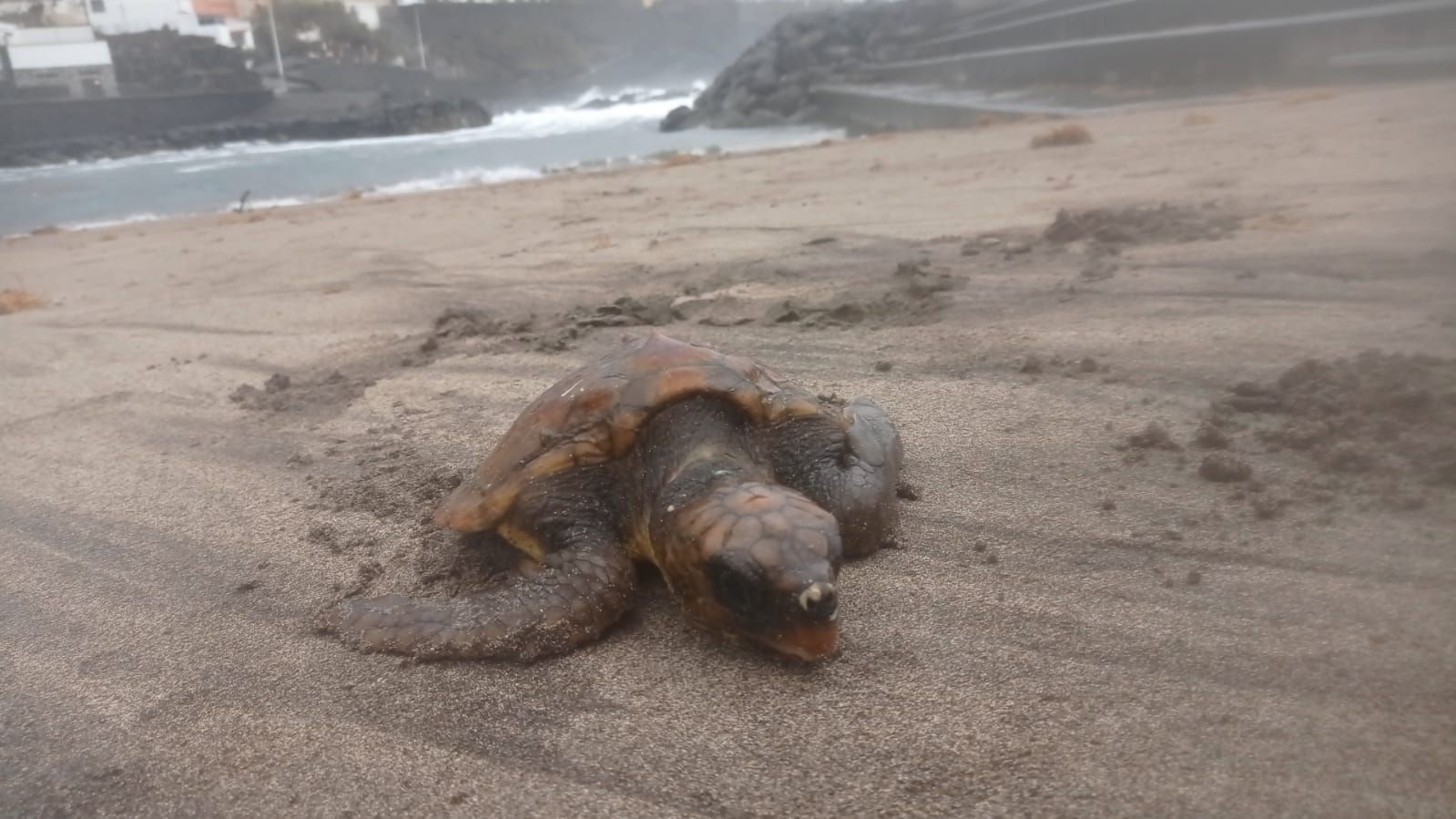 Tortuga rescatada en la playa de Bajamar
