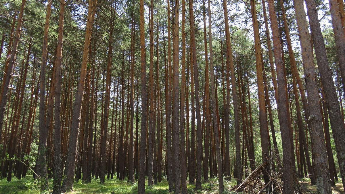 Un bosque de pinos en Galicia.