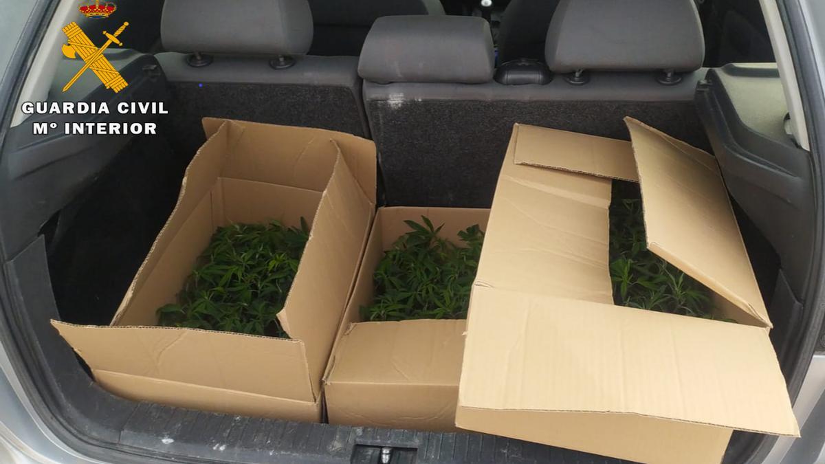 El maleter d&#039;un cotxe inspeccionat a la Jonquera amb 312 plantes de marihuana