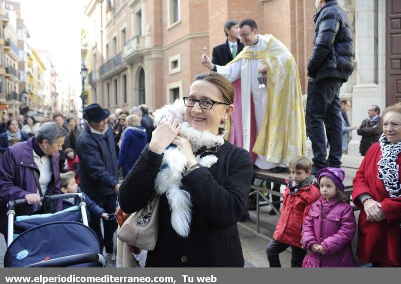 GALERÍA FOTOS - La provincia celebra Sant Antoni