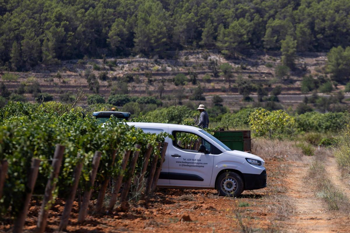 El vino de Ibiza está de enhorabuena esta añada: hasta 80.000 botellas en algunas bodegas