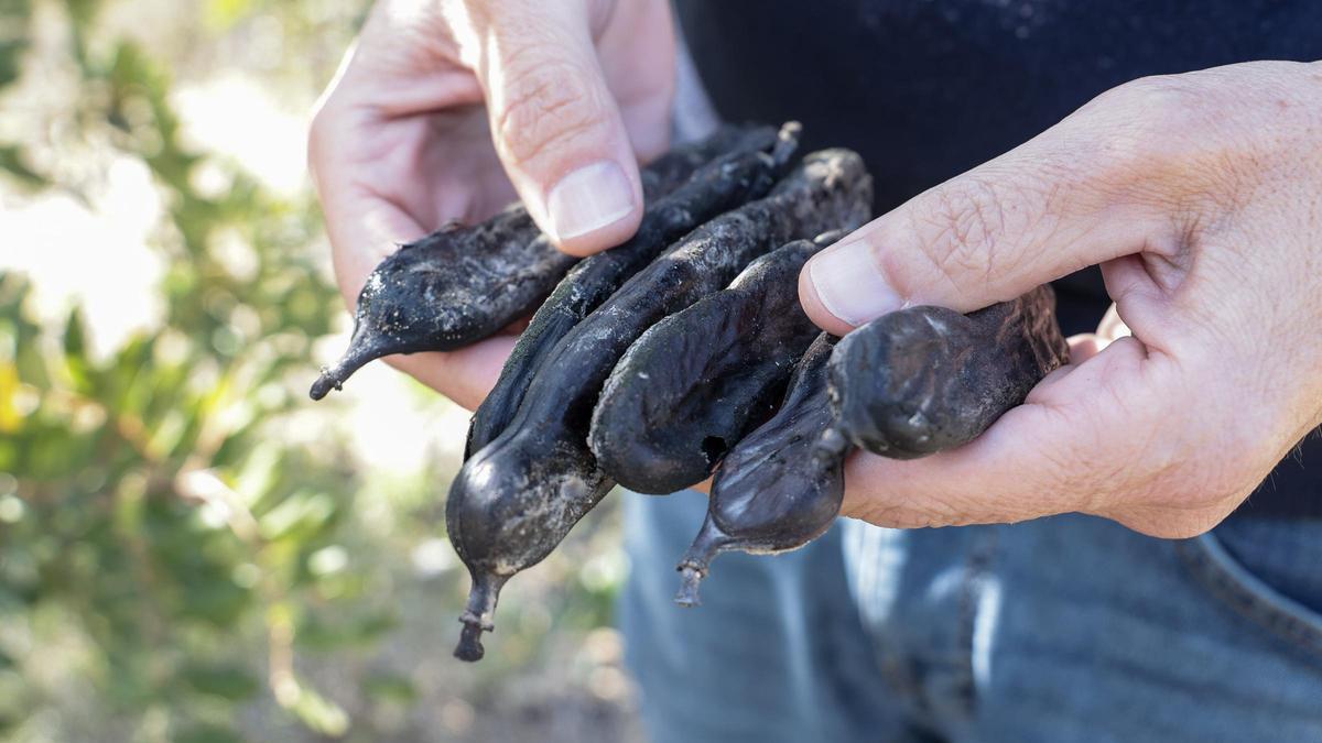 Los agricultores piden precios dignos para la algarroba.