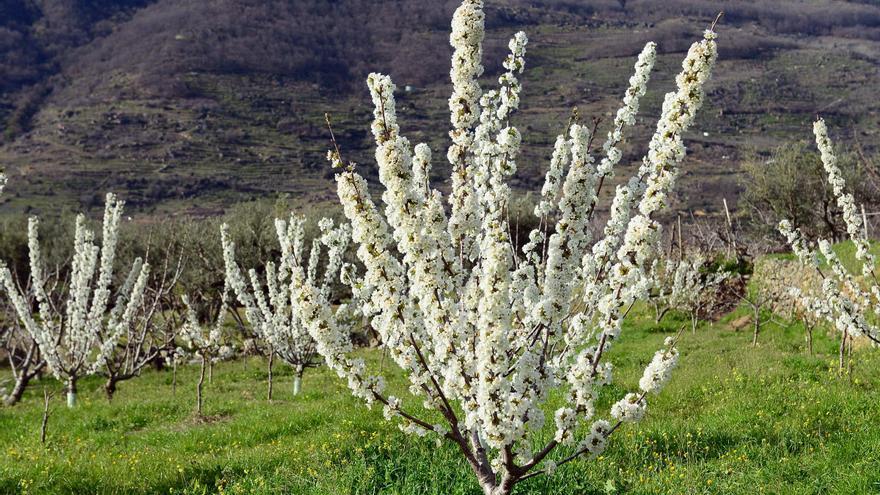 Esta es la programación del Cerezo en Flor 2024 en el Valle del Jerte