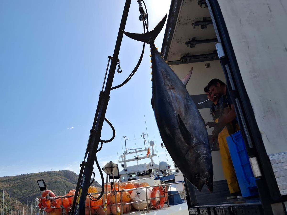 Actividad frenética en el puerto de Xàbia: las imágenes de la descarga de los atunes