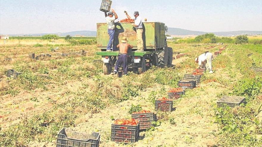 Las abundantes lluvias caídas retrasan la plantación de tomate, maíz y tabaco en Extremadura