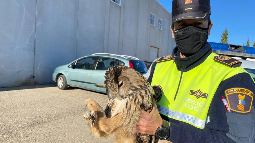 Rescatan a un búho real herido en la Font de la Figuera