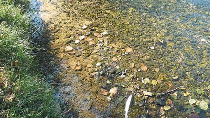 El Concello descarta que el río de Os Ladróns sufra vertidos