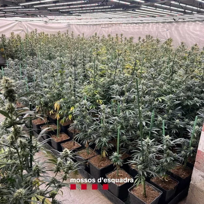 Les fotos de dues plantacions de marihuana a Blanes i Palafolls
