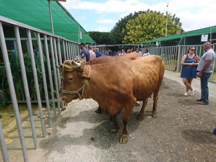 Feria de Ganado 2017 en Arucas