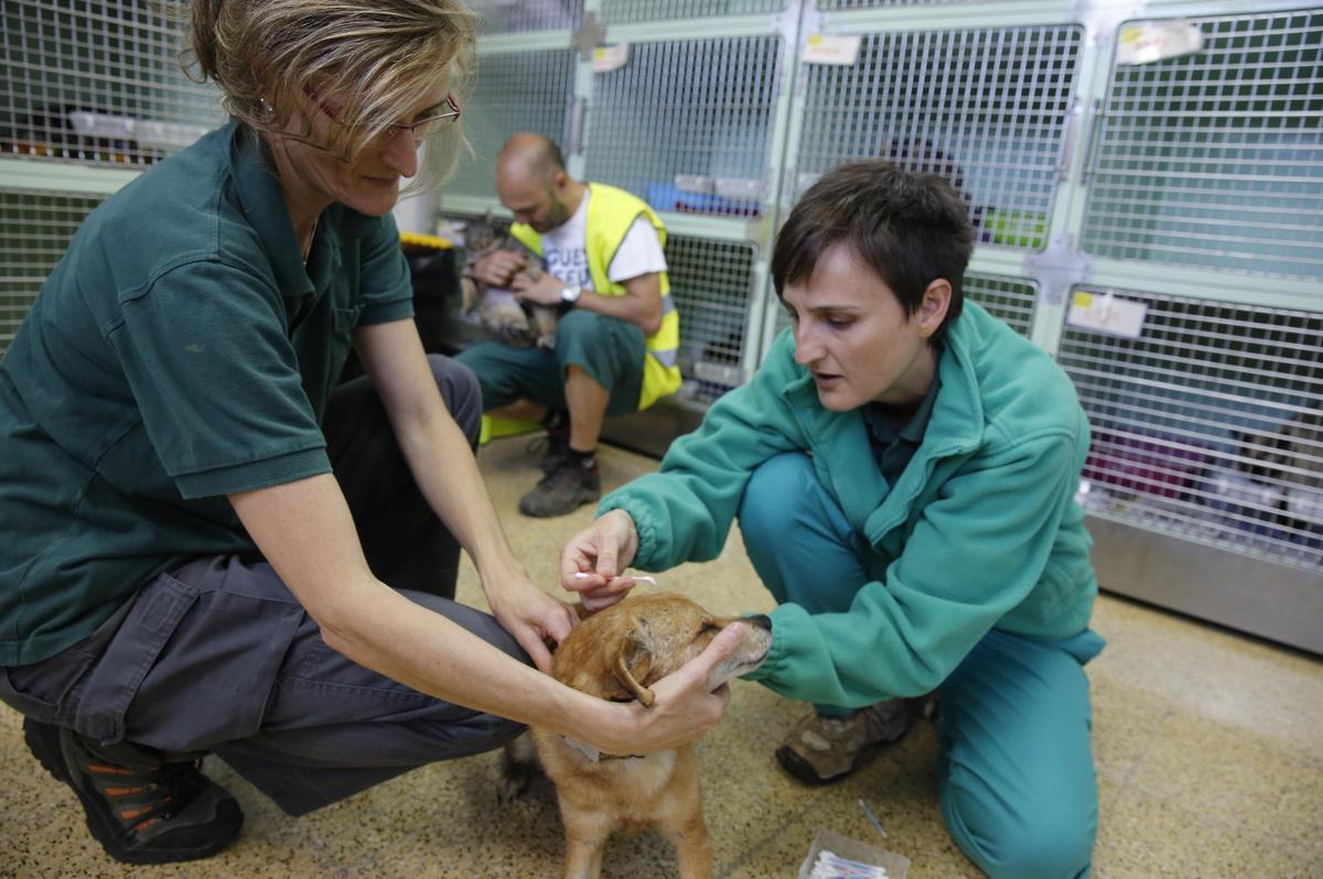 Empleados del Centro de Atención de Animales de Compañía de Barcelona.
