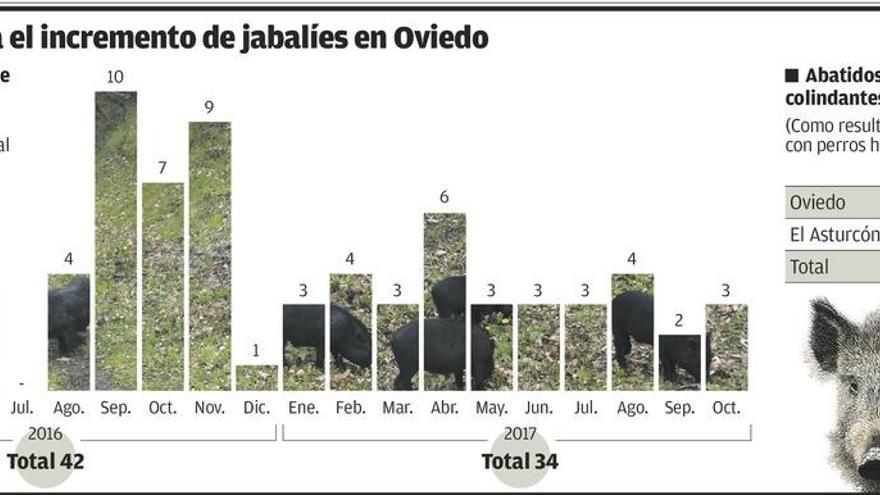 El Principado persigue al jabalí en Oviedo y abate 132 cerca de la ciudad en dos años