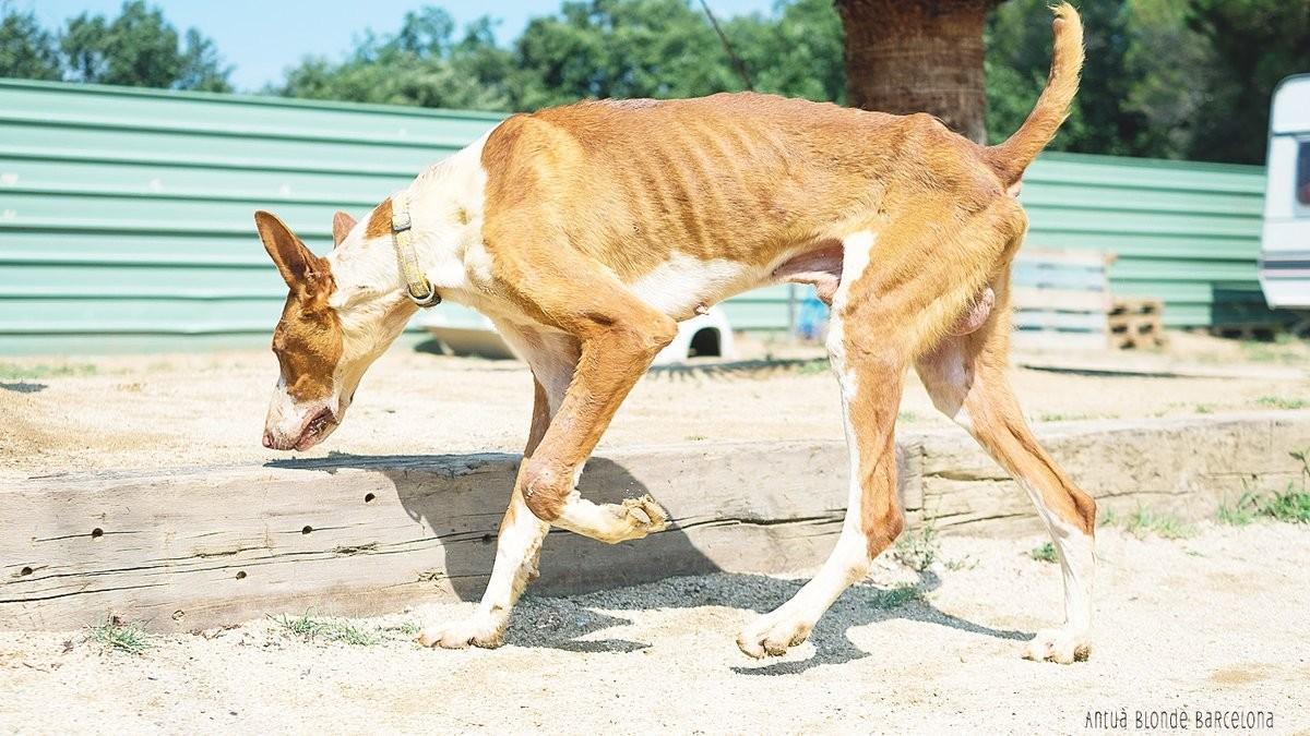Uno de los perros rescatados por la protectora de Mataró