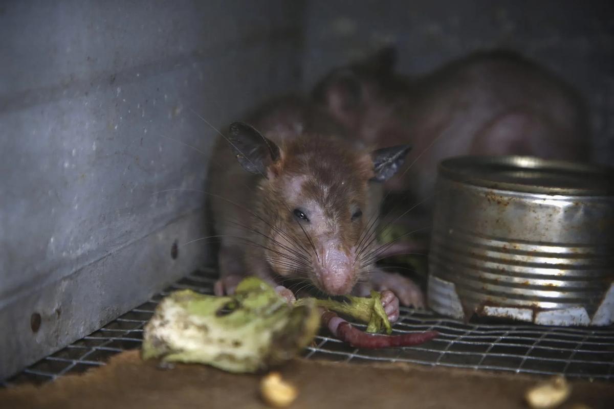 Que Rata INVASIÓN DE RATAS | Alerta mundial: Cada vez hay más ratas en las ...