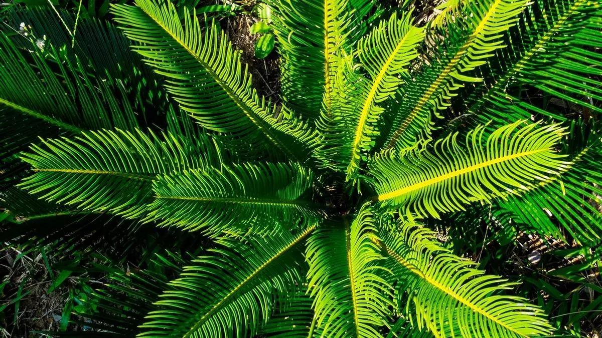 La mejor planta para purificar el aire de tu casa y darle un toque exótico.