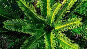 La mejor planta para purificar el aire de tu casa y darle un toque exótico.