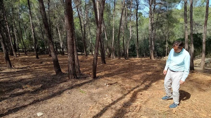 Alzira elimina el exceso de vegetación que amenazaba a dos urbanizaciones