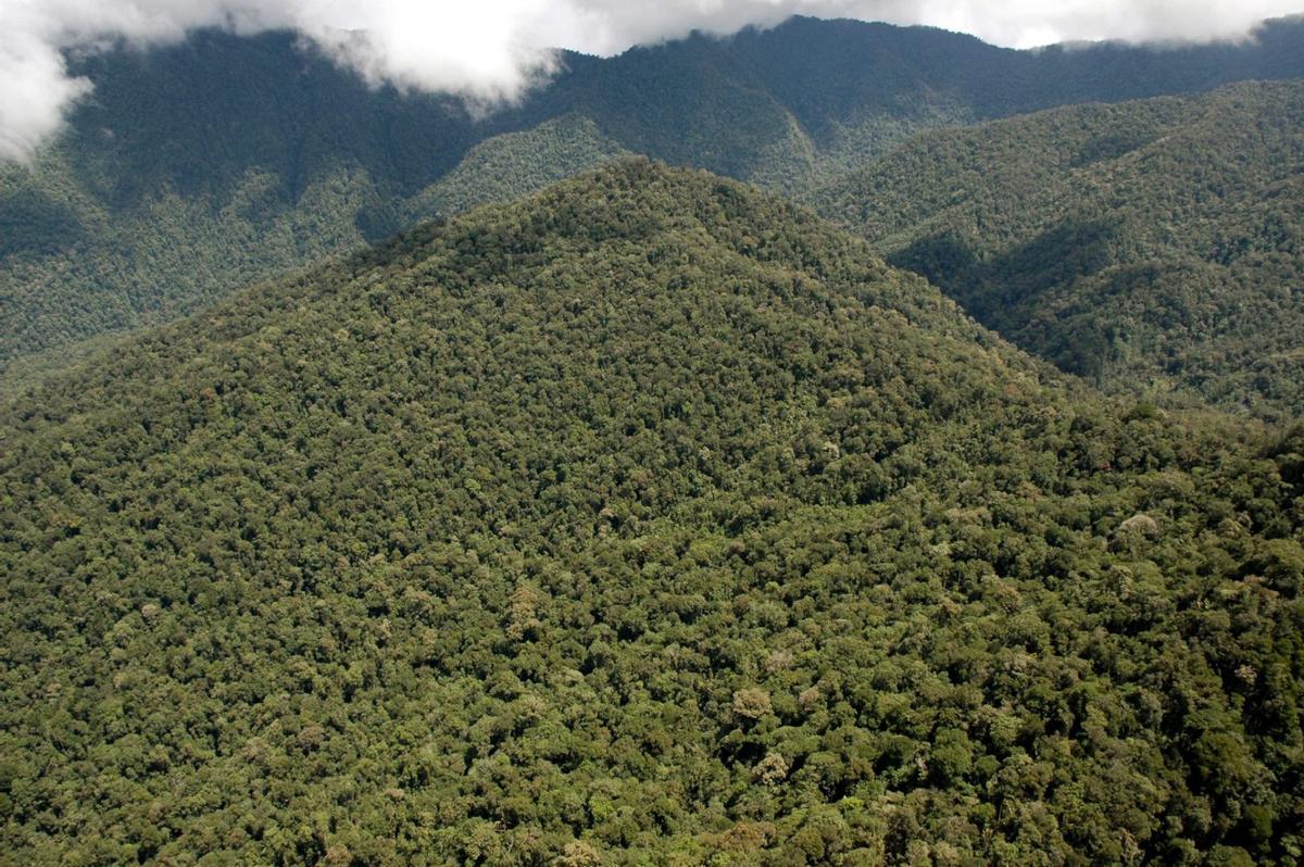 La especie solo vive en las montañas Cíclopes de Papúa-Nueva Guinea