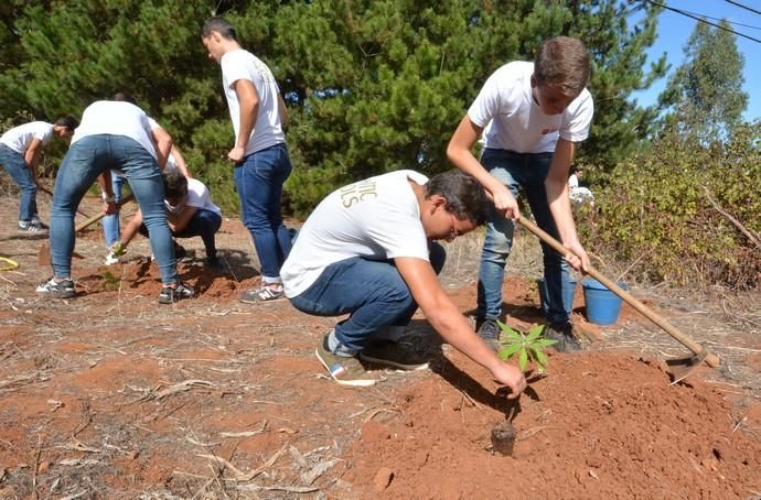 REPOBLACIÓN FORESTAL FONTANALES MOYA