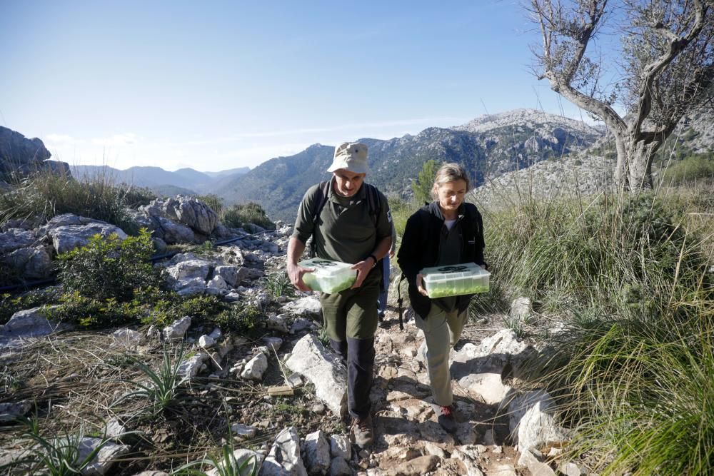 Liberan 88 'ferrerets' en la finca de Tossals Verds