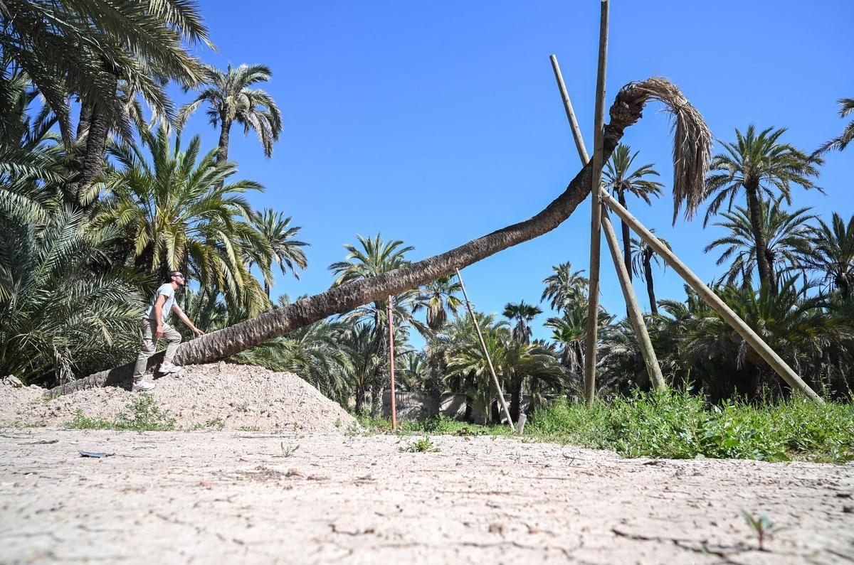 La singular palmera de la Pipa de Sempere tiene todas sus palmas secas y los expertos dicen que se ha secado ya