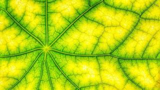 La fotosíntesis artificial podría ser la clave para colonizar otros mundos