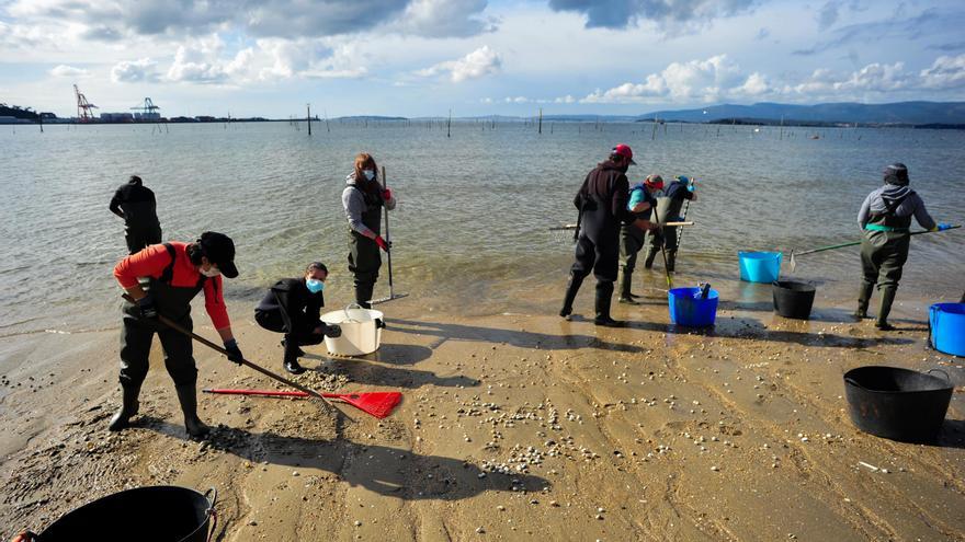 Las mariscadoras de Carril, al rescate de bivalvos en la playa de Compostela