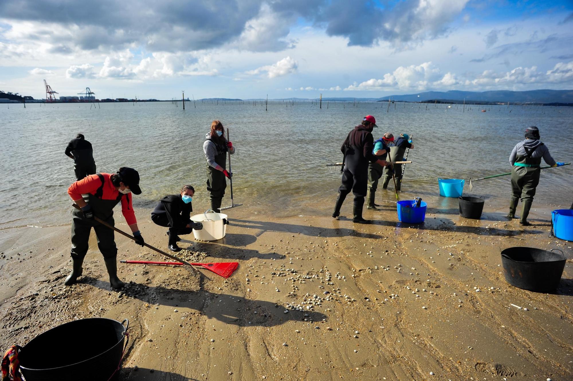 Las mariscadoras de Carril, al rescate de bivalvos en la playa de Compostela