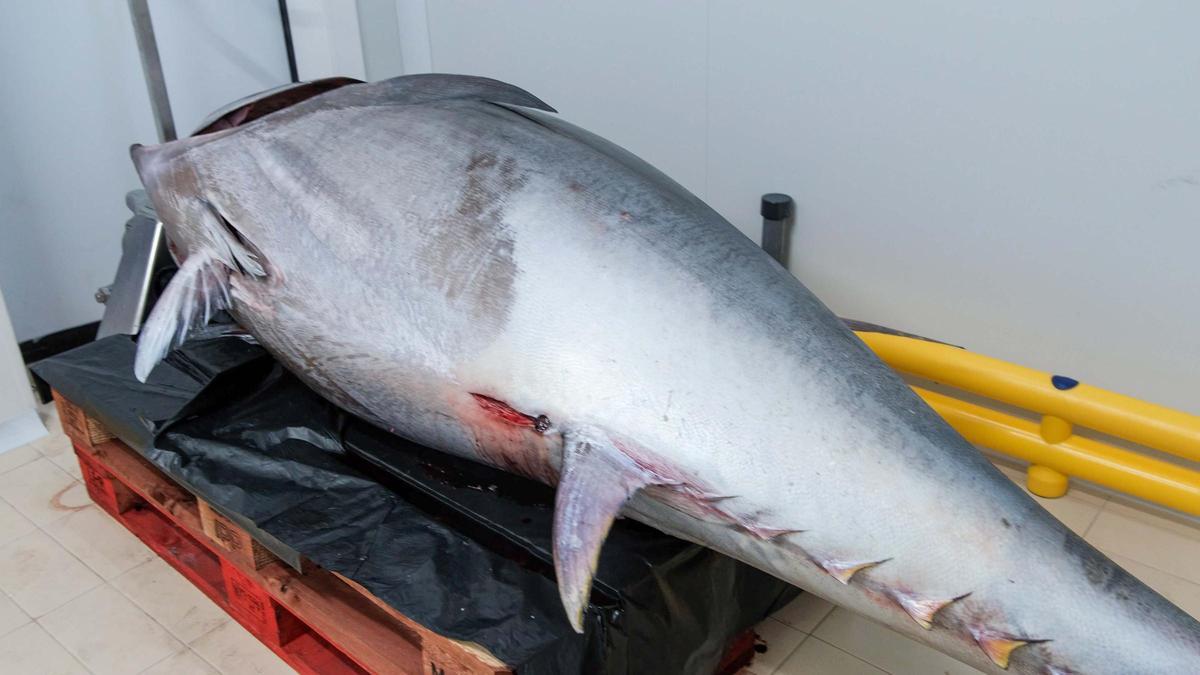 Toni March, pescador de Ibiza, captura un atún de 320 kilos