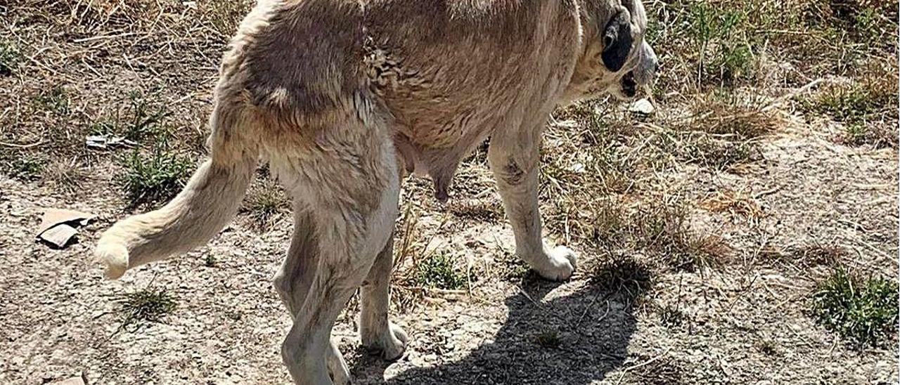 Estado que presentaba un mastín hallado en la finca de Xixona.