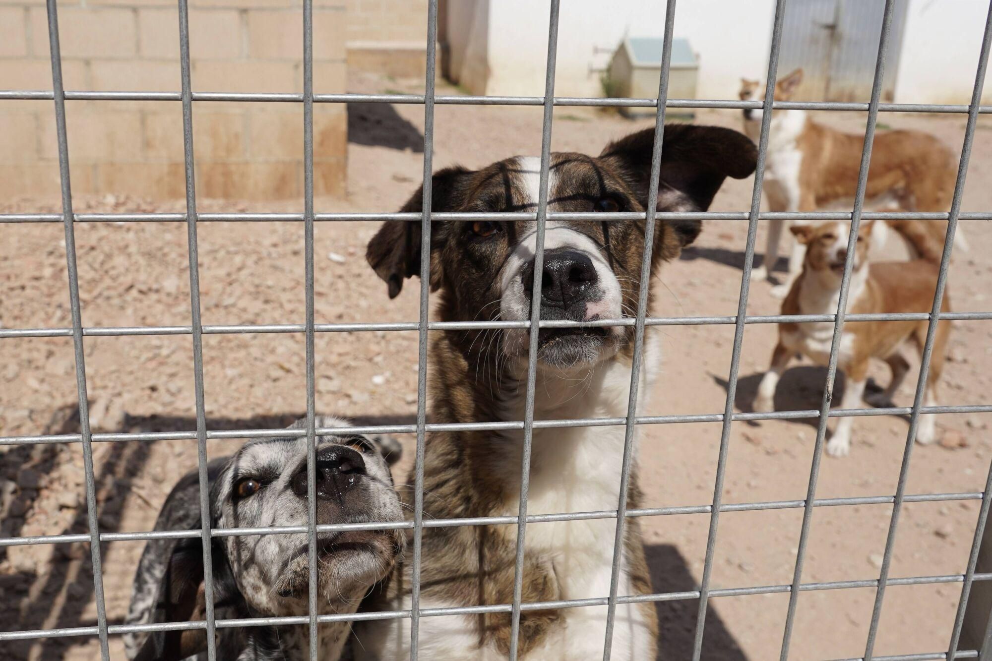 Visita a las instalaciones del nuevo Centro de Protección Animal