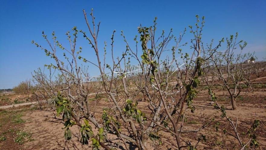 Los temporales destrozan 7.500 hectáreas de caquis, frutas de hueso y cítricos