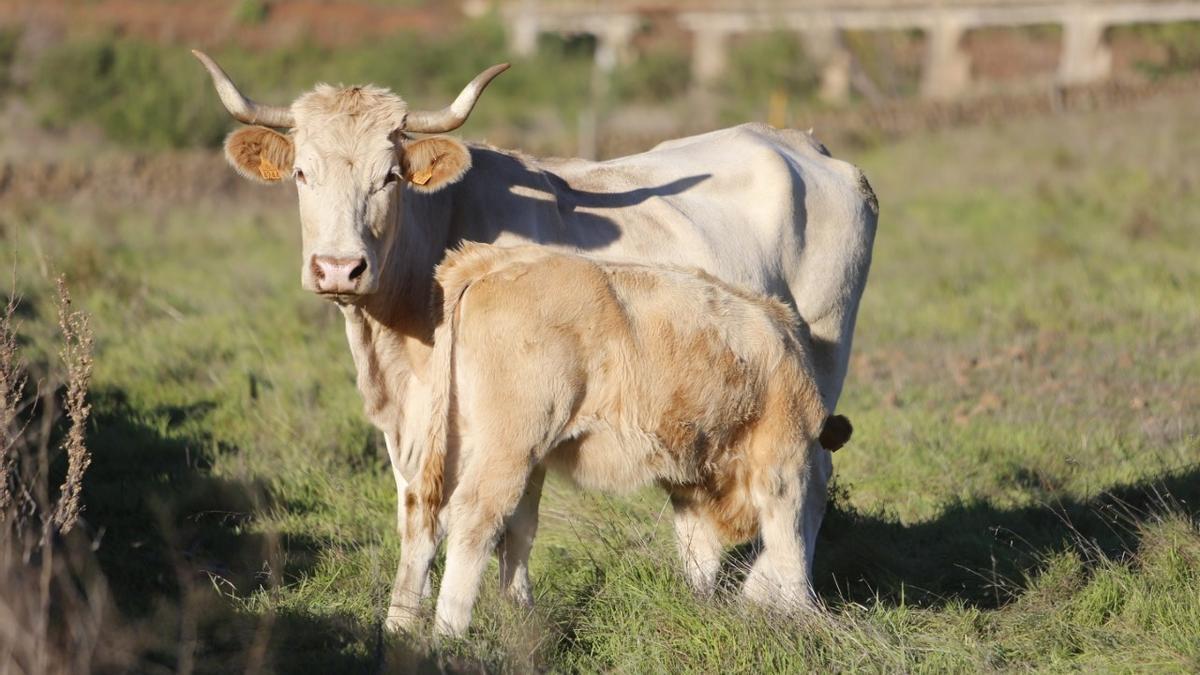 Dos vacas en una explotación ganadera.