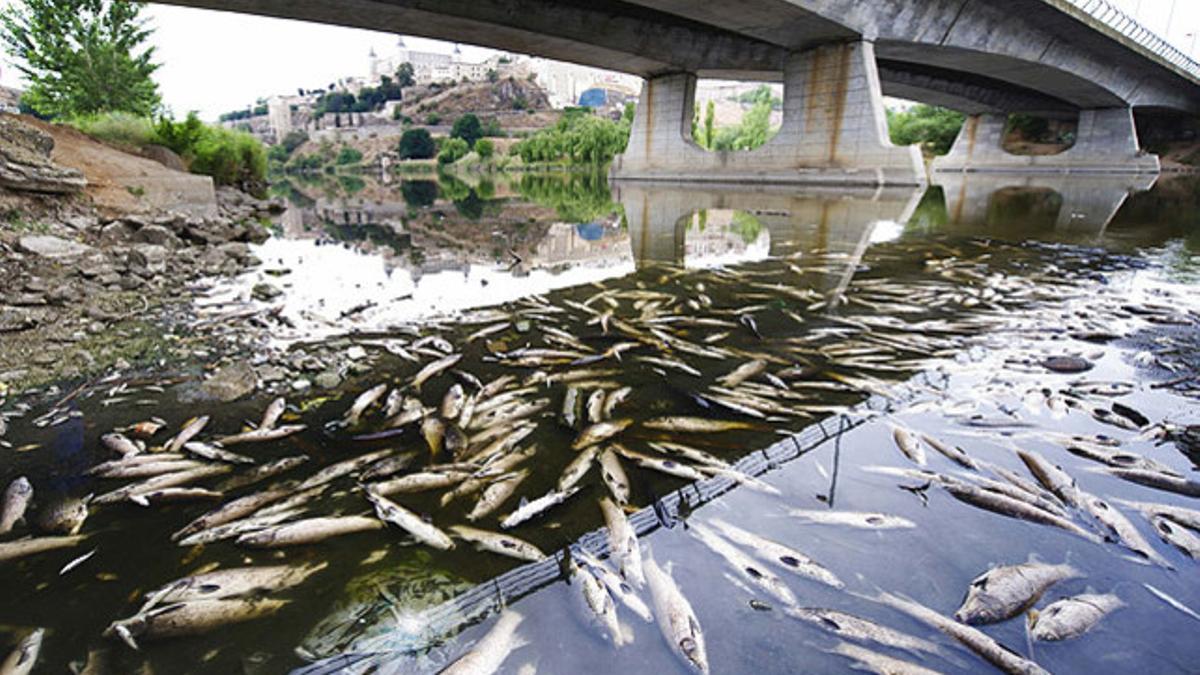 Agentes del Servicio de Protección de la Naturaleza de la Guardia Civil toman muestras del agua, tras la denuncia de la Plataforma en Defensa del Tajo, en Toledo.