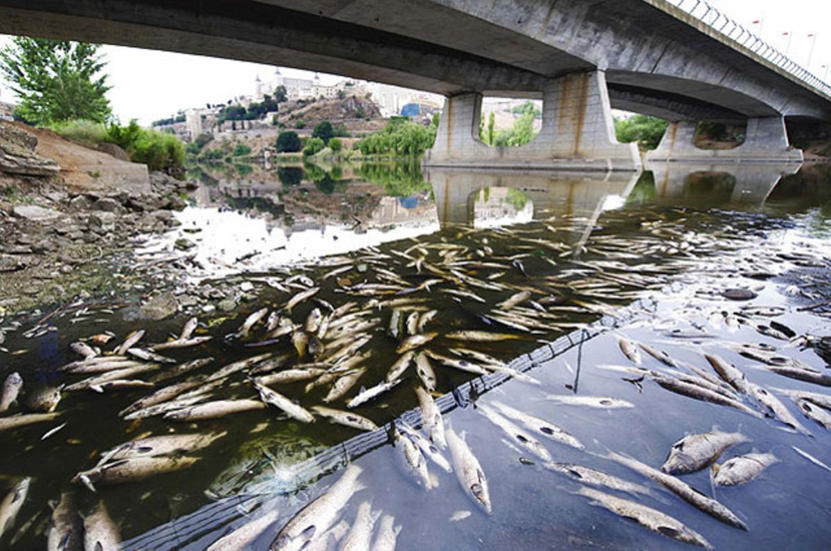 Agents del Servei de Protecció de la Naturalesa de la Guàrdia Civil agafen mostres de l’aigua, després de la denúncia de la Plataforma en Defensa del Tajo, a Toledo.