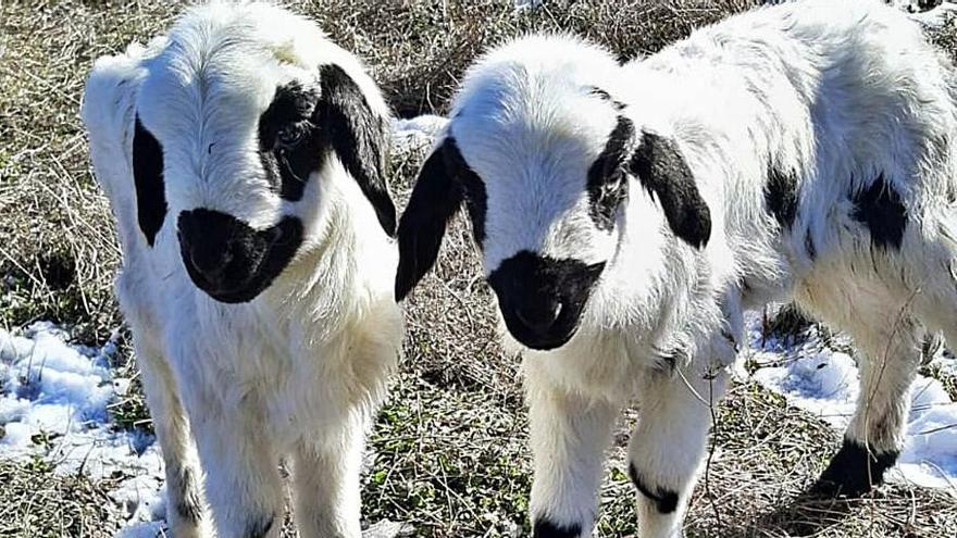 Dos corderos que han quedado huérfanos tras el ataque de los buitres a su madre en una finca de Fornillos de Fermoselle. | Cedida