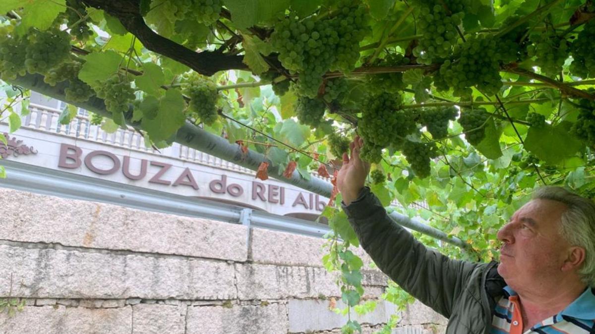 El bodeguero Isidoro Serantes inspeccionando sus viñedos.