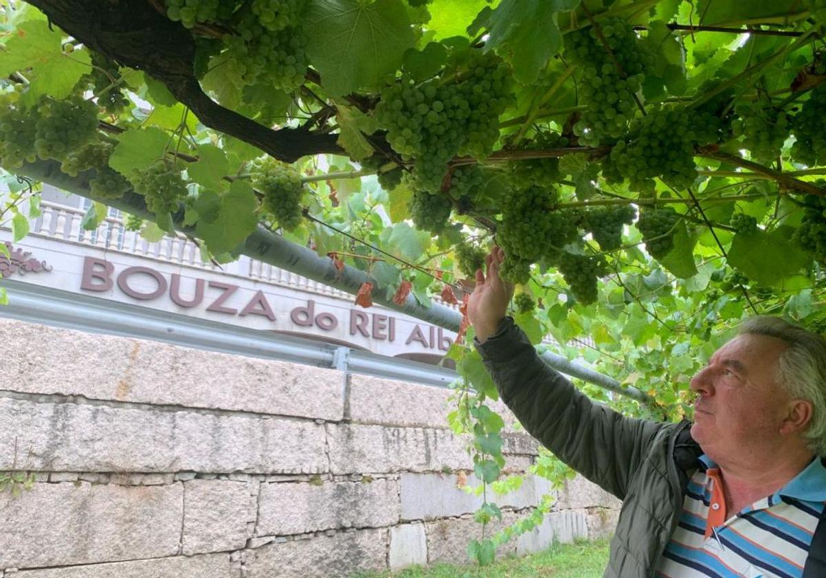 El bodeguero Isidoro Serantes inspeccionando sus viñedos, ayer. |   //  M.M.