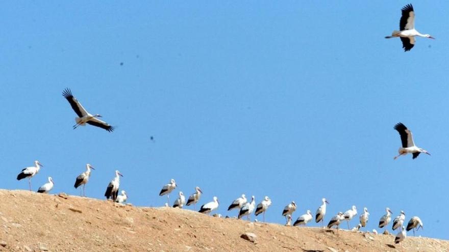 Los vertederos perturban las pautas migratorias de las cigüeñas