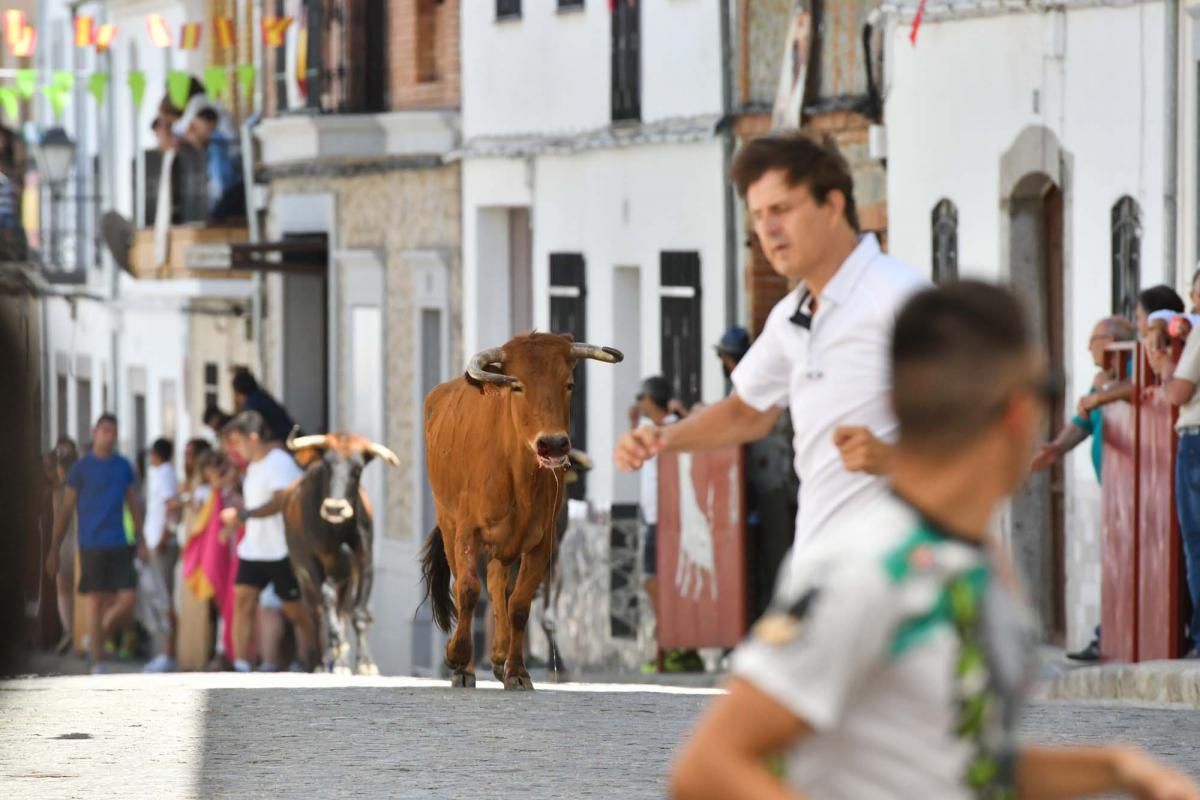 Primer encierro taurino en El Viso