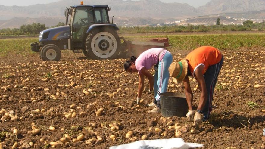 Las ayudas buscan animar a los jóvenes a que se dediquen a la agricultura.