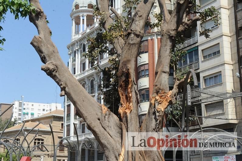 El estado final del ficus de Santo Domingo