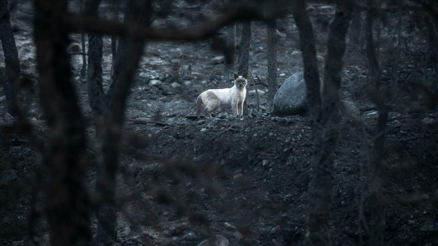 Las llamas dan un respiro en los dos macroincendios de O Courel y Valdeorras