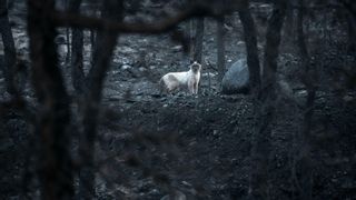 Las llamas dan un respiro en los dos macroincendios de O Courel y Valdeorras