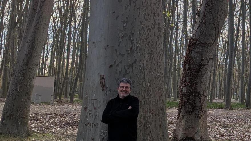 Un nou mètode científic descobreix l’arbre més alt de Catalunya: un plàtan de 54,55 metres